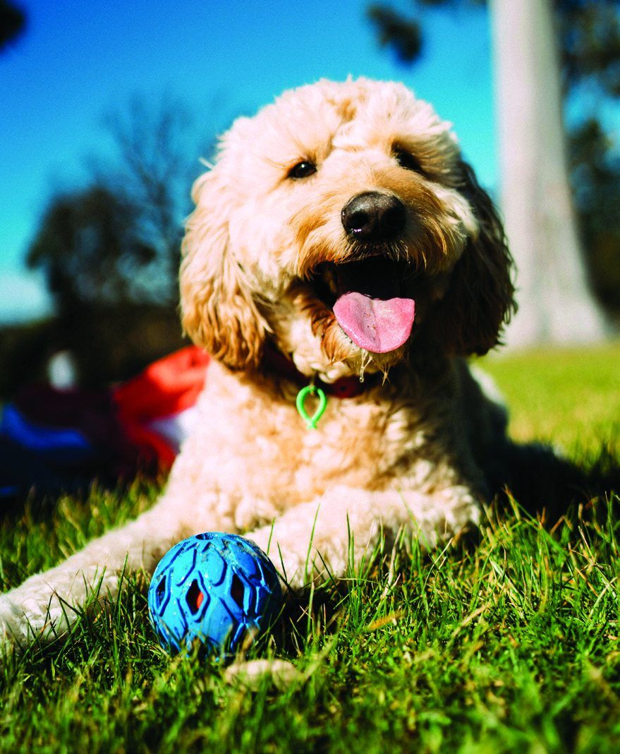 Dog park at The Tiara