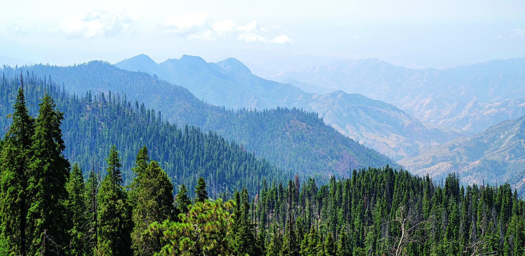 Shivalik Hills and protected forest belt viewed from The Tiara